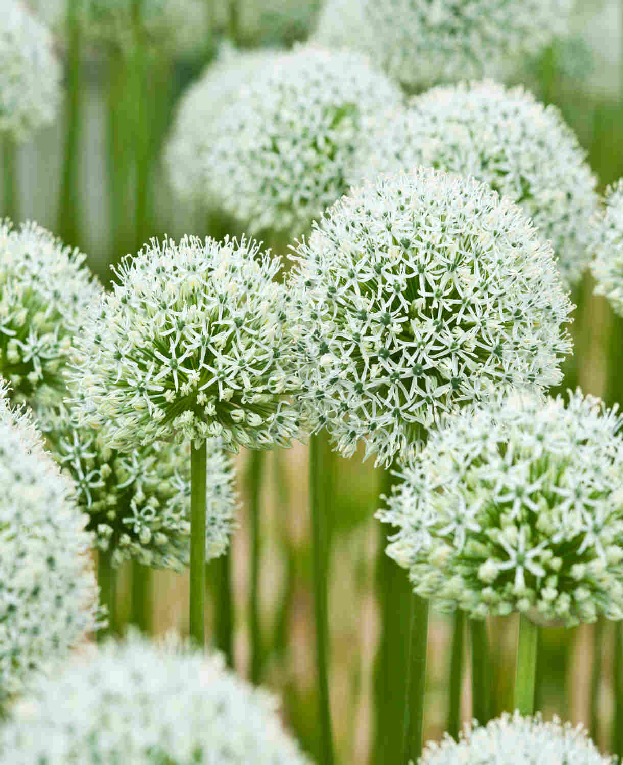 Allium 'mount Everest'  - Bulb | 3 x Bulbs | White
