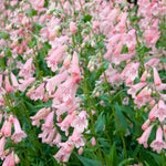 Perfect Penstemon Mix - Young Plants | 6 x Plug Plants | Multi