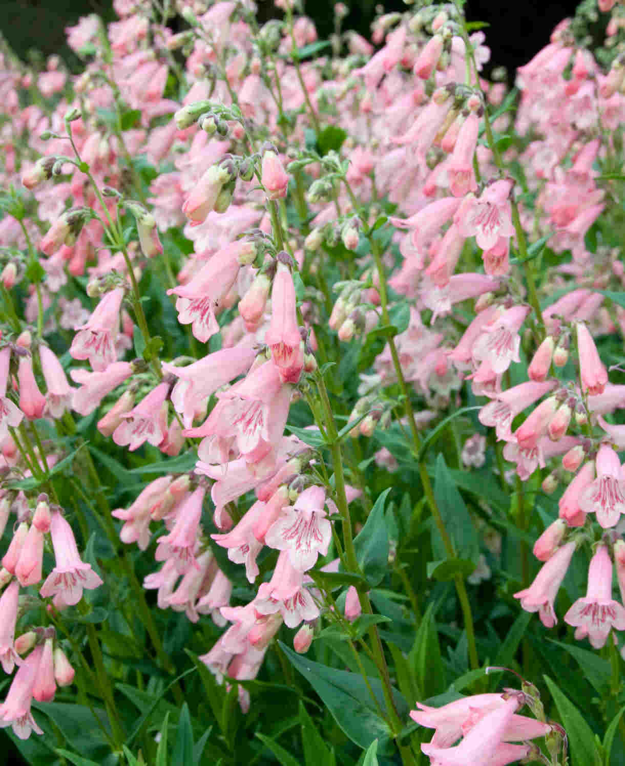 Perfect Penstemon Mix - Young Plants | 6 x Plug Plants | Multi