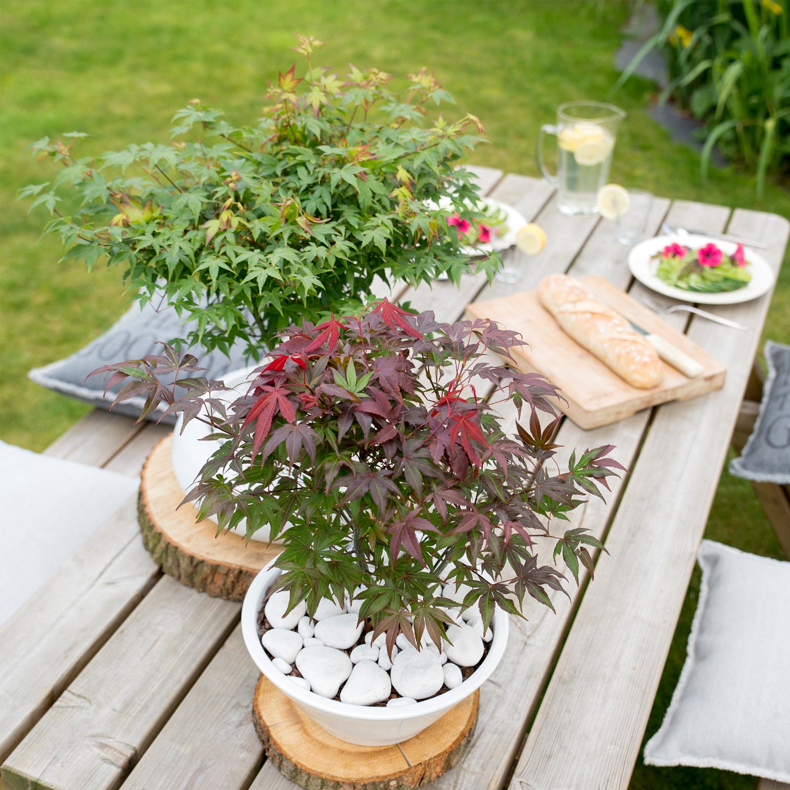 Japanese Maple - Acer Palmatum 'Atropurpureum' - Height 60-70cm - ⌀19cm | Set-of-1 | Red