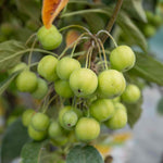 Malus X Floribunda Crab Apple Tree, Patio Dwarf (rhs Award) | 1 x 5L | Pastel Pink