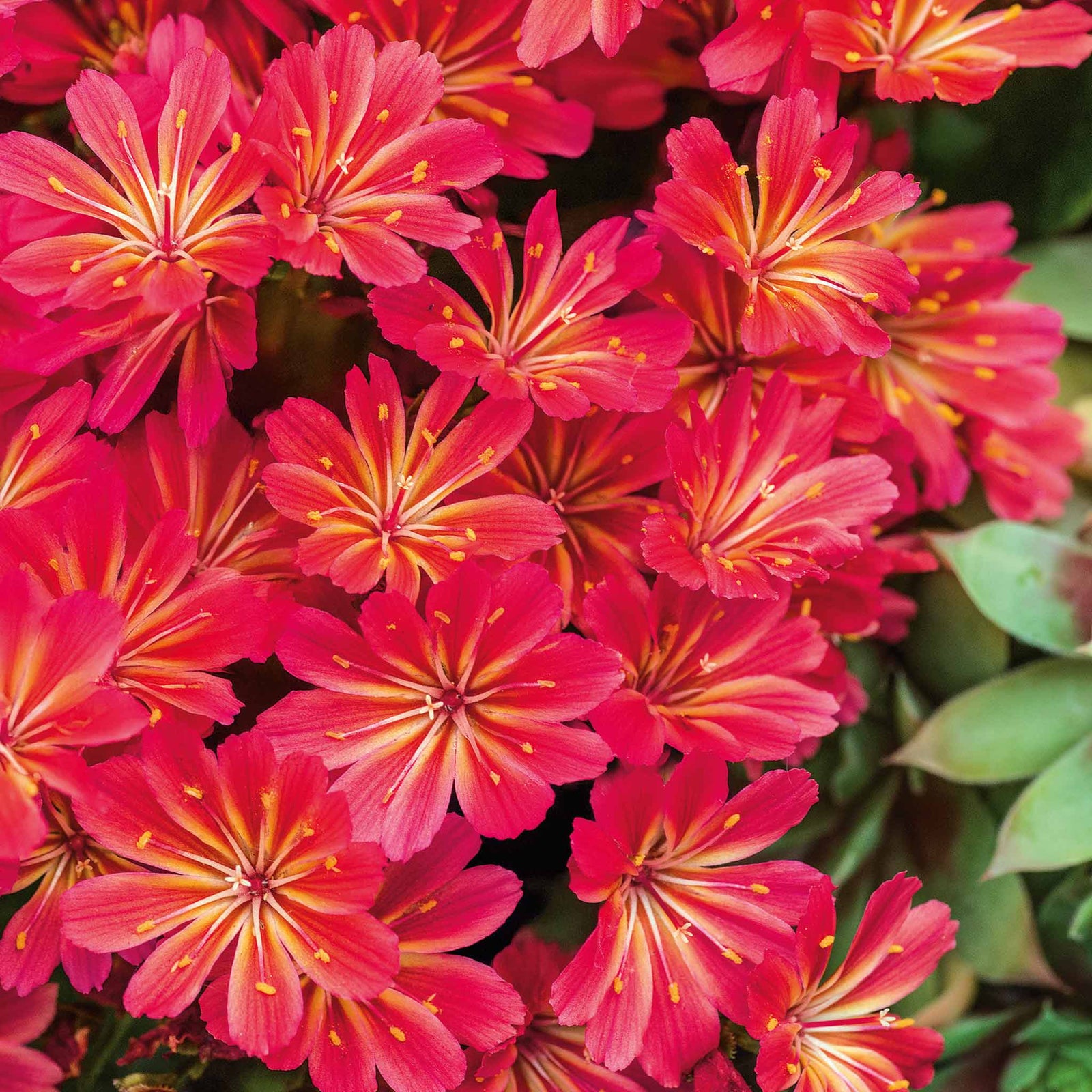 Lewisia 'sunset Glow' Compact Evergreen Perennial | 6 x Jumbo Plugs | Multi