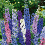 Delphinium Seeds Pacific Giants Seeds | 120 Seeds