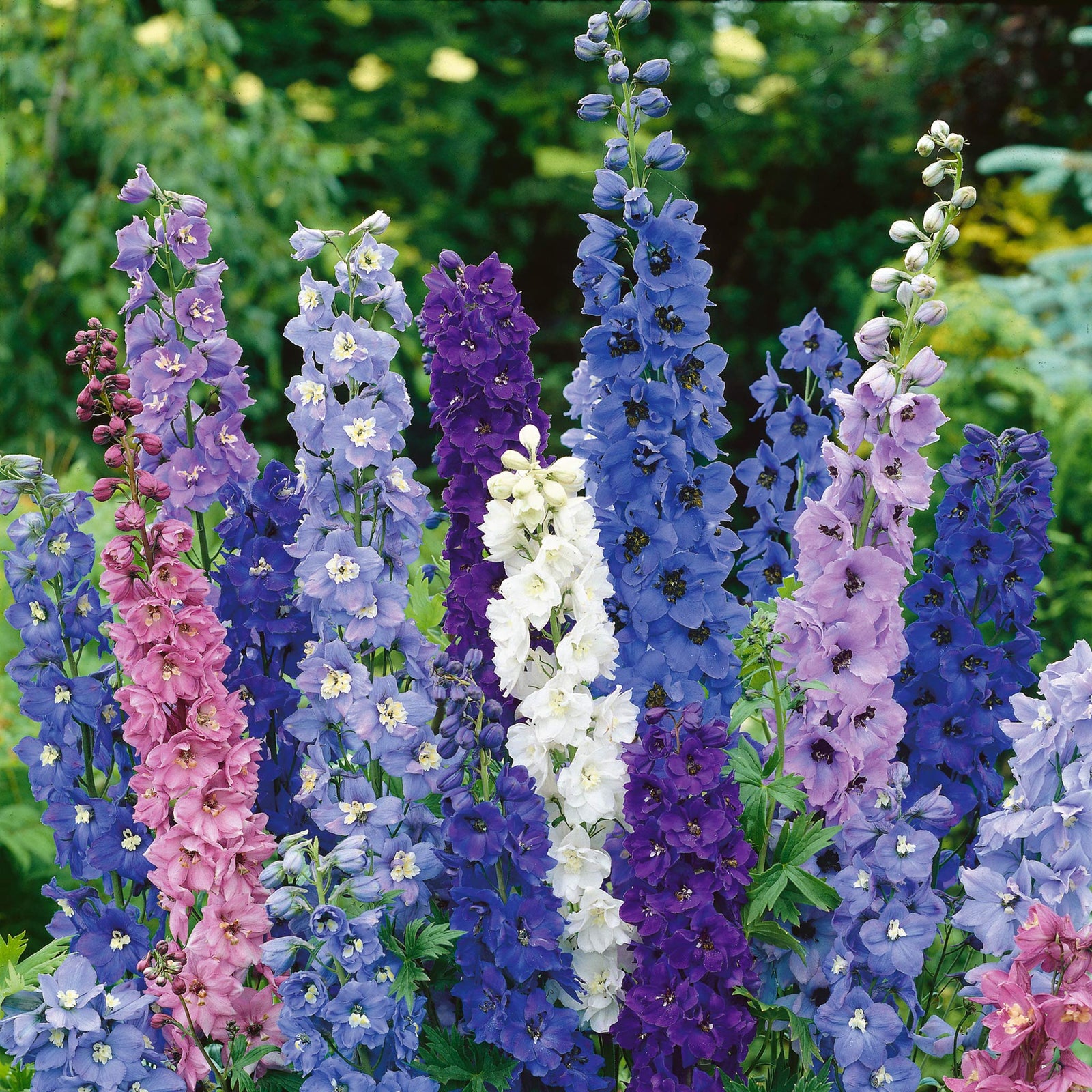 Delphinium Seeds Pacific Giants Seeds | 120 Seeds