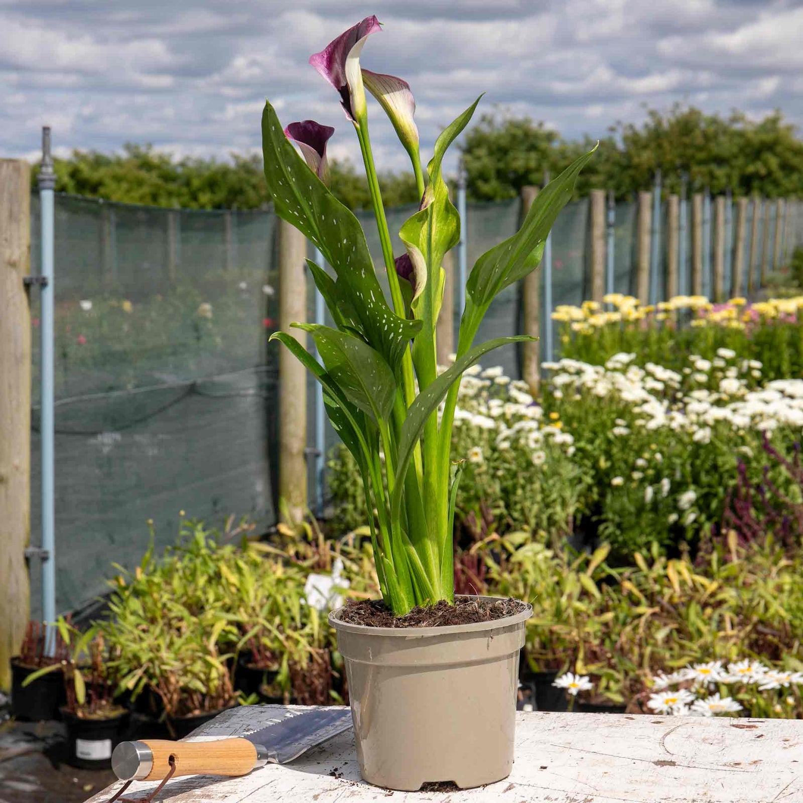 Zantedeschia 'royal Valentine' 2l - Deep Red Hooded Flowers | Set-of-1 | Purple & Green