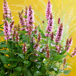 Hayloft Agastache Beelicious Pink - 3 x Young Plants