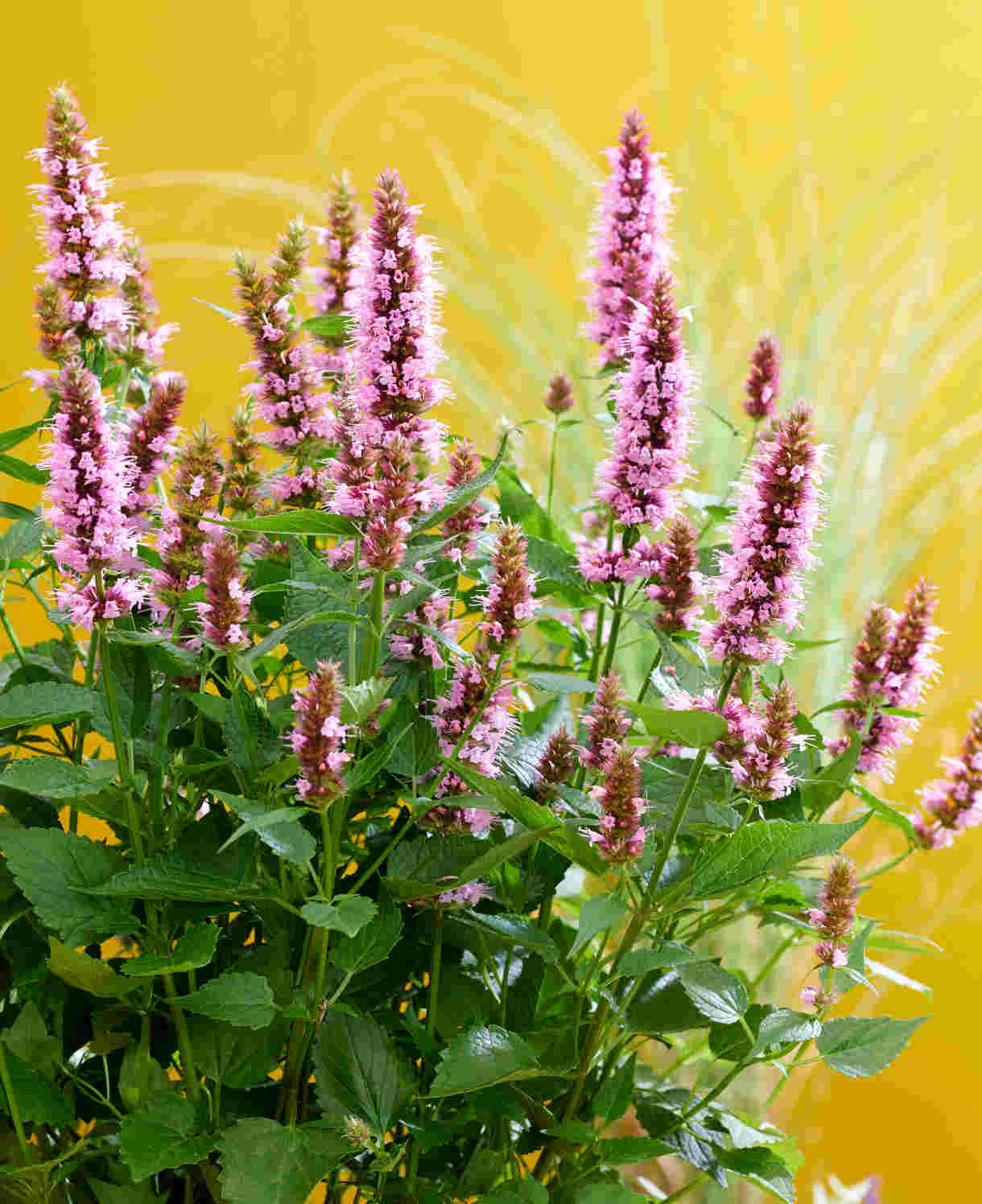 Hayloft Agastache Beelicious Pink - 3 x Young Plants