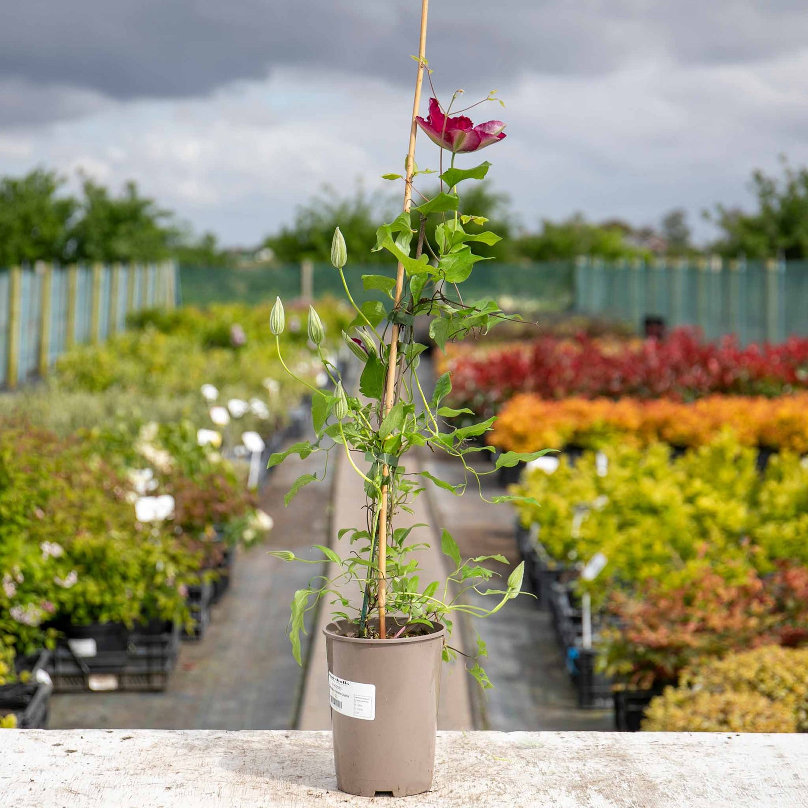 Clematis 'westerplatte' Maroon-red Climber | 1 x 2L | Purple & Green