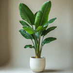 Giant Bird Of Paradise - 2 Pcs. - Strelitzia Nicolai - Height 55-70cm - ⌀17cm | Set of 2 | Green