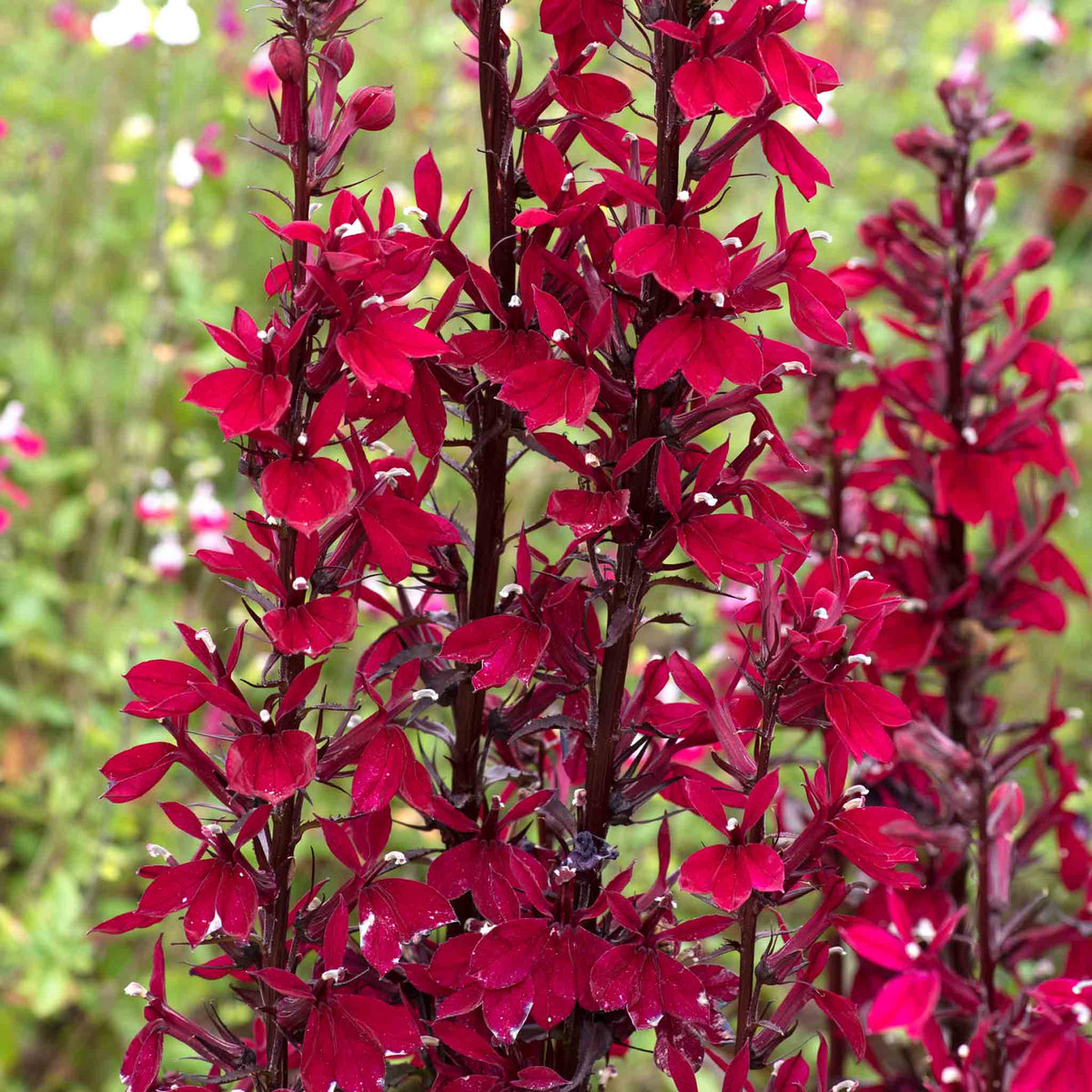 Lobelia 'starship Burgundy' - Hardy Perennial, Burgundy Flower Spikes, 100 Cm 9cm | Set of 1 | Burgundy