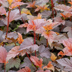 Physocarpus 'lady In Red' Hardy Red-foliage Shrub 150 Cm | 1 x 9cm