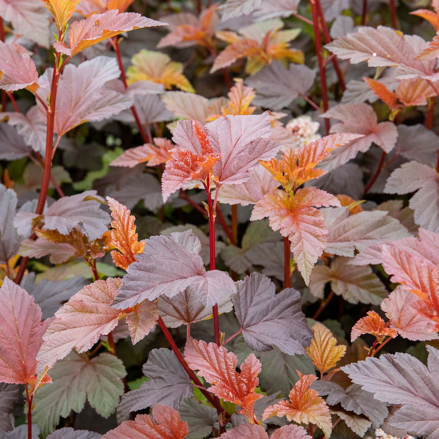 Physocarpus 'lady In Red' Hardy Red-foliage Shrub 150 Cm | 1 x 3L