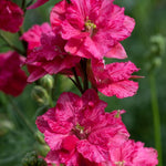 Garden Ready Delphinium King Scarlet Garden Ready Plants | 24 x Garden Ready Plants
