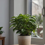 Coffee Plant - 2 Pcs. - Coffea Arabica - Height 25-40cm - ⌀12cm | Set of 2 | Green