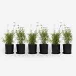 Chinese Fountain Bamboo - 6 Pcs. - Fargesia 'red Dragon' - H50-70cm - ⌀17cm | Set-of-6 | Green