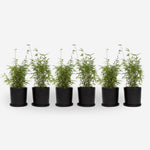 Chinese Fountain Bamboo - 6 Pcs. - Fargesia 'red Dragon' - H50-70cm - ⌀17cm | Set of 6 | Green