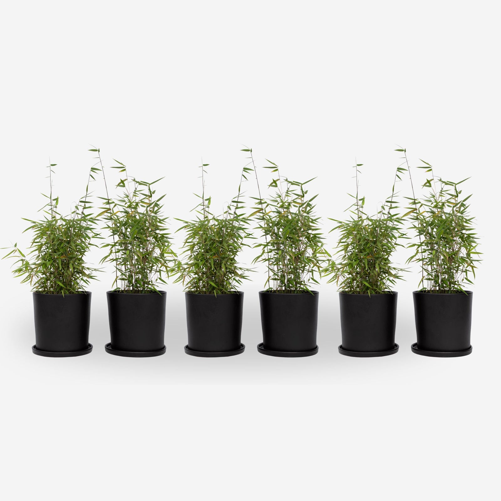 Chinese Fountain Bamboo - 6 Pcs. - Fargesia 'red Dragon' - H50-70cm - ⌀17cm | Set of 6 | Green