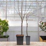 Patio Apple Tree Golden Delicious 1 M | 1 x 5L