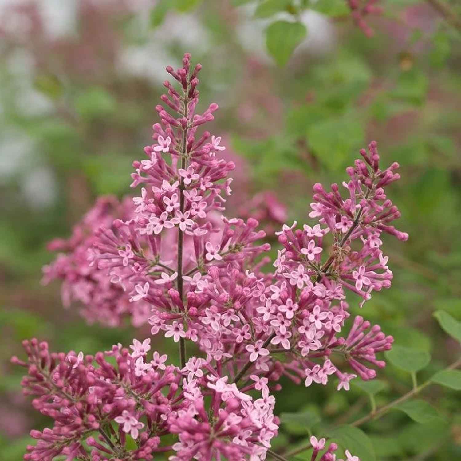 Syringa 'pink Perfume' Dwarf | 1 x 7.5L | Lilac