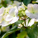 Thompson & Morgan Hydrangea Macrophylla Runaway Bride 2 Litre Potted Plant X 1