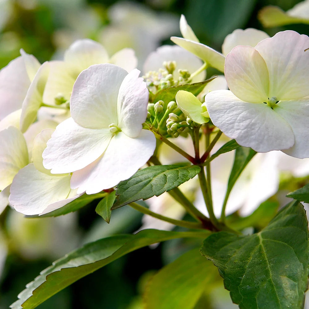 Thompson & Morgan Hydrangea Macrophylla Runaway Bride 2 Litre Potted Plant X 1