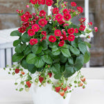 Strawberry Plant Summer Breeze Mixed | Red