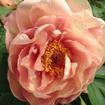 Hayloft Peony Garden Candy Peach-a-licious - 2l Pot
