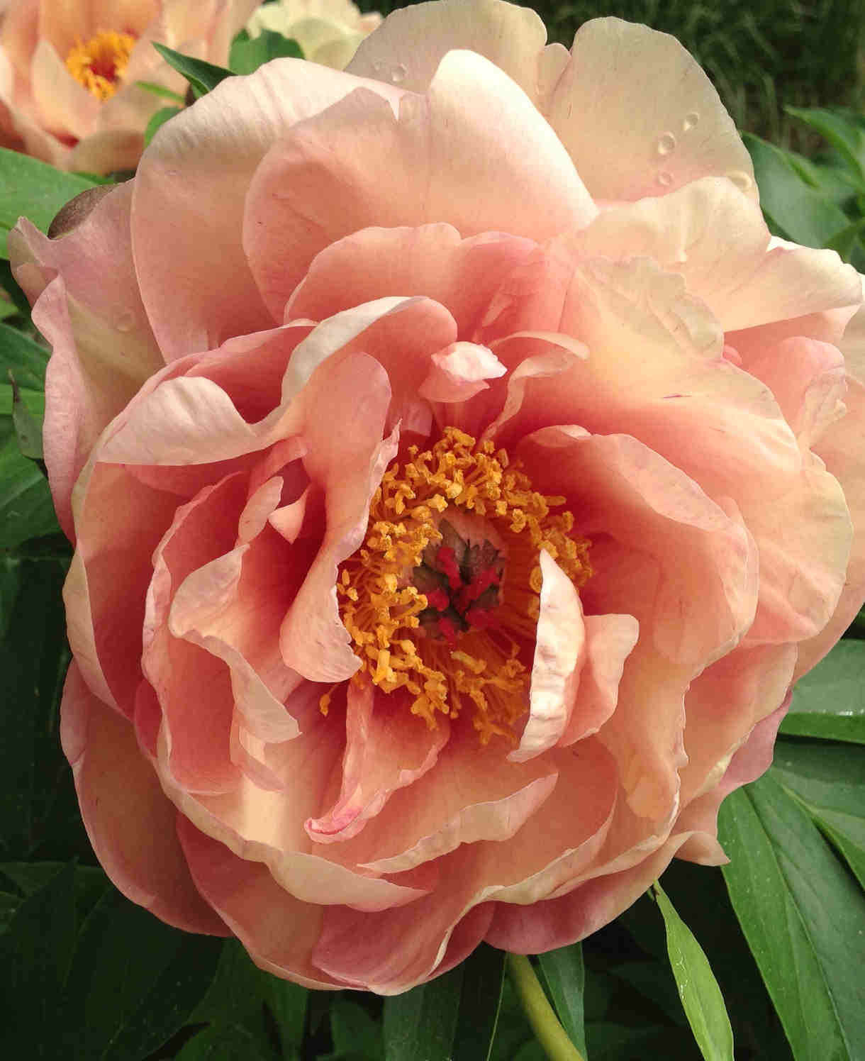 Hayloft Peony Garden Candy Peach-a-licious - 2l Pot