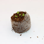 Coircoins 32mm Pack Of 50