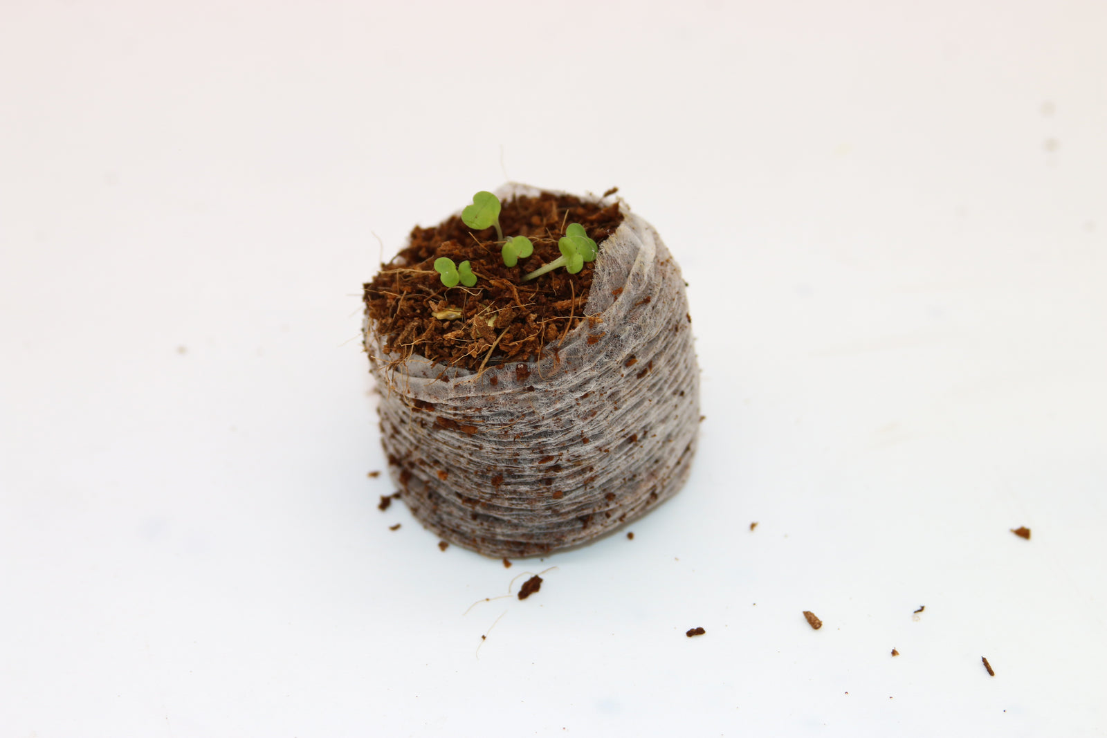 Coircoins 32mm Pack Of 50
