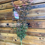 Acer Palmatum Skeeters Broom Large Japanese Maple Tree 120cm In 7.5 Litre Pot