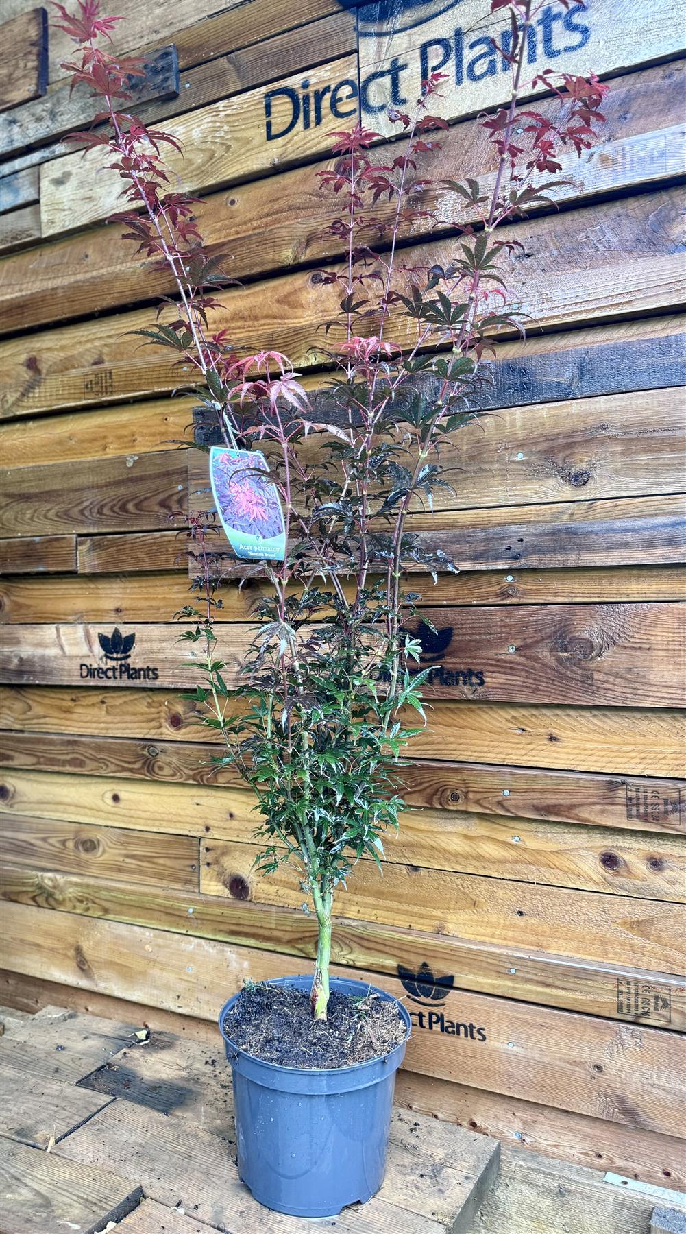 Acer Palmatum Skeeters Broom Large Japanese Maple Tree 120cm In 7.5 Litre Pot