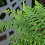 Dicksonia Antarctica Tree Fern | 1 x 2L
