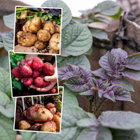 Seed Potato Small Plot Collection  (nicola, Red Duke Of York, King Edward) | Set of 1 | Multi