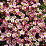 Saxifraga 'floral Carpet' Flower | 50 Seeds