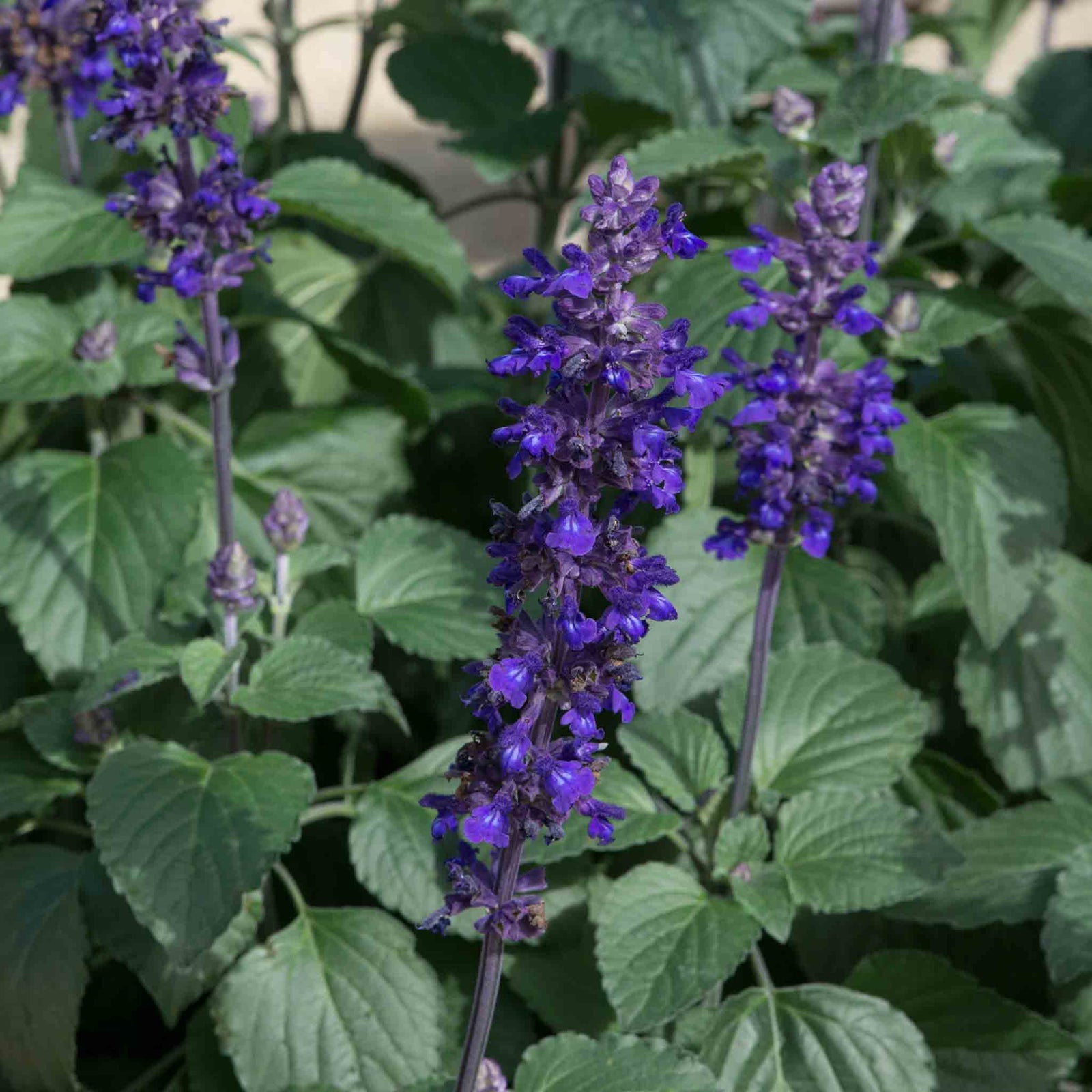 Salvia 'big Blue' – Pollinator-friendly Blue Spikes | 12 x Plug Plants | Blue