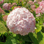 Hydrangea Arborescens Candybelle Bubblegum - 9cm pots | 3 x 9cm | Pink
