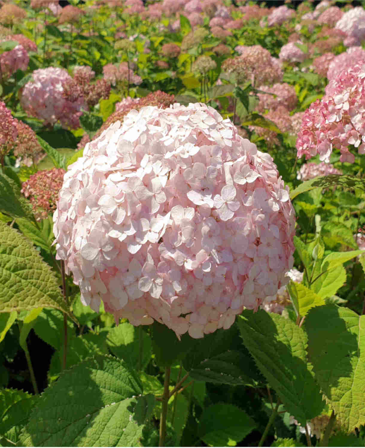 Hydrangea Arborescens Candybelle Bubblegum - 9cm pots | 3 x 9cm | Pink
