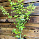 Acer Palmatum Summer Gold Large Japanese Maple Tree 120cm In A 7.5 Litre Pot