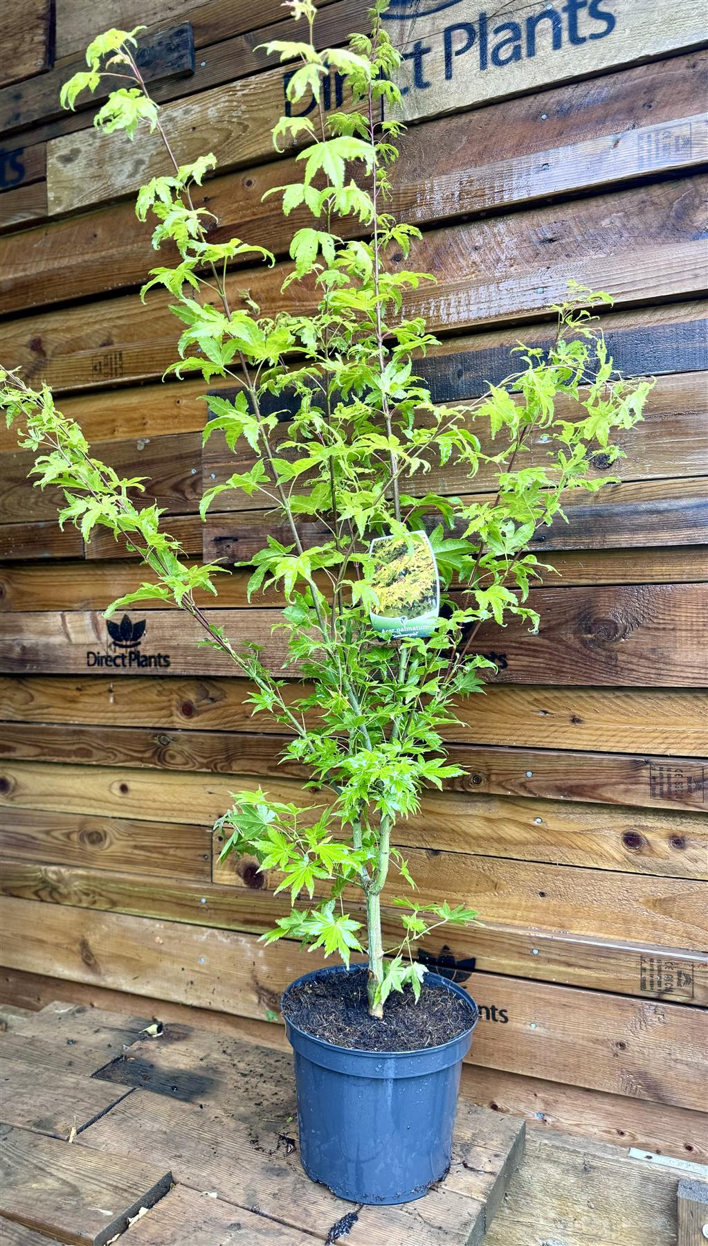 Acer Palmatum Summer Gold Large Japanese Maple Tree 120cm In A 7.5 Litre Pot