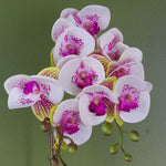 Artificial 48cm Harlequin Orchid Pink With Gold Pot