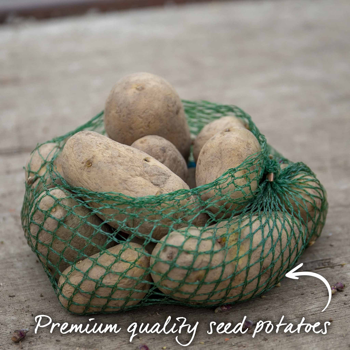 Wilja Seed Potato (first-early To Maincrop) | Set of 1 | Yellow
