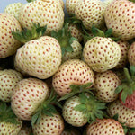 Strawberry Plant 'snow White' (pineberry) - White Fruit With Red Seeds | 30 x Bare Root | White
