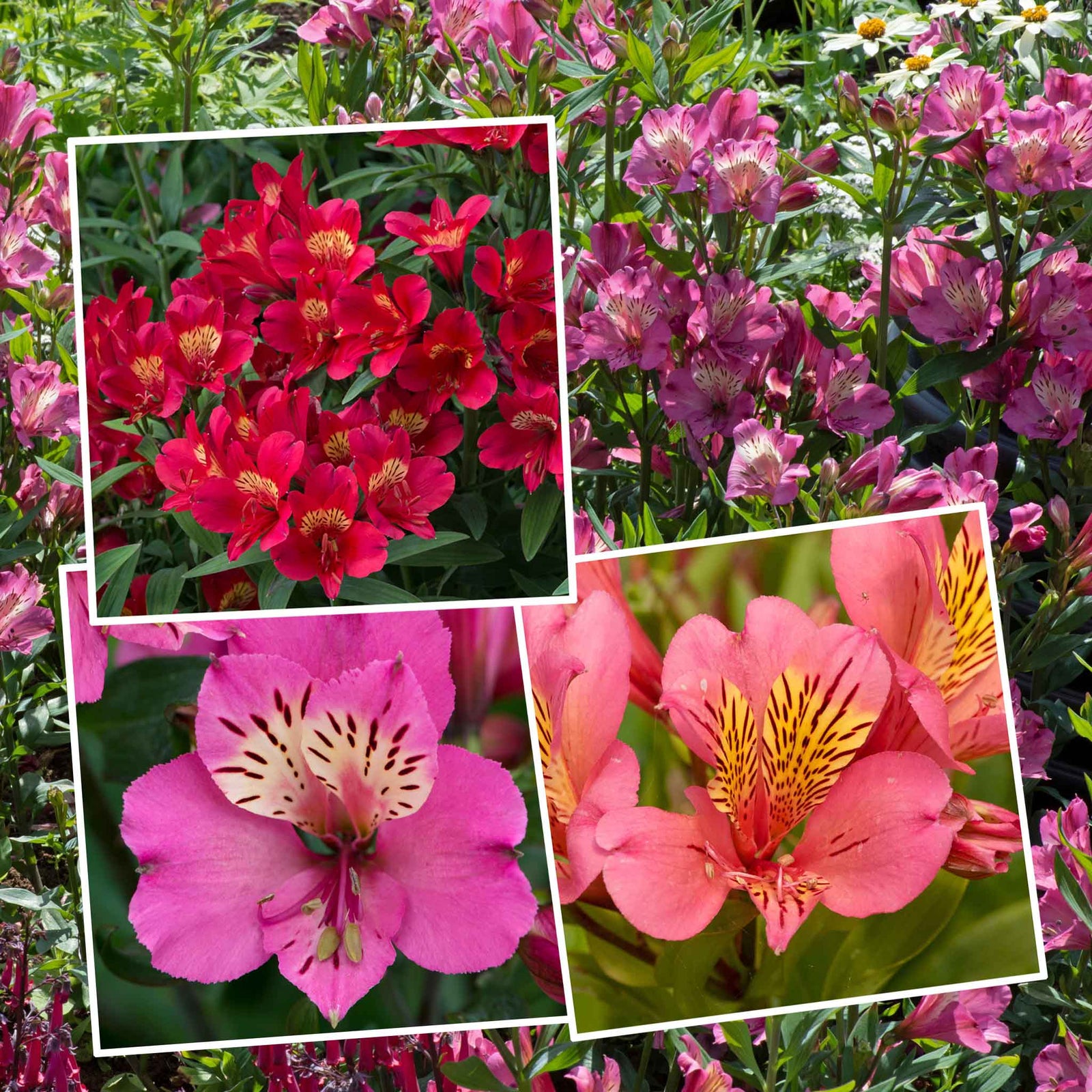 Alstroemeria Collection - 3 Hot-coloured Varieties | 1 x Jumbo Plug Plants | Multi