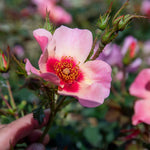 Rose 'for Your Eyes Only' Floribunda Roty 2015 | 1 x Bare Root | Pink