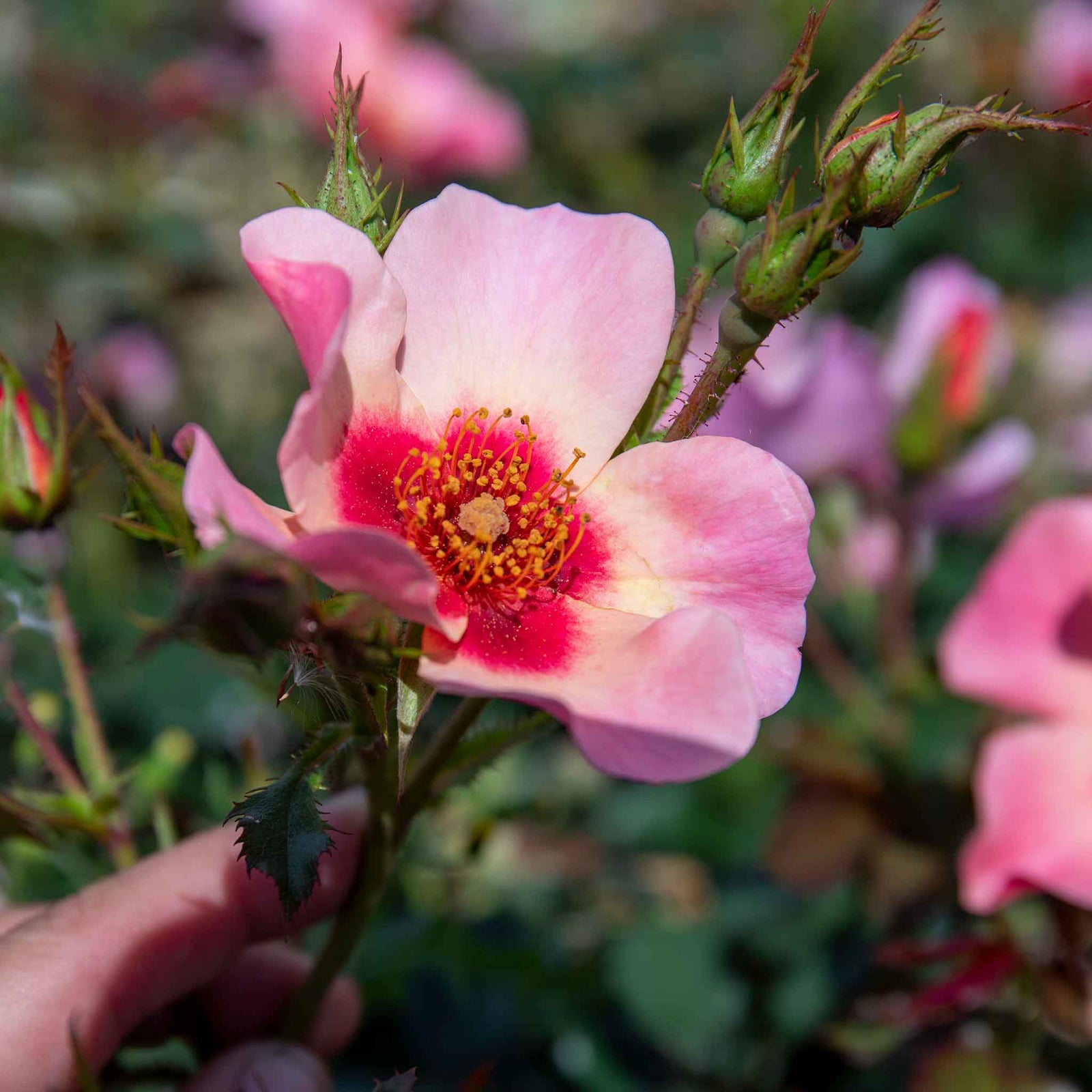 Rose 'for Your Eyes Only' Floribunda Roty 2015 | 1 x Bare Root | Pink