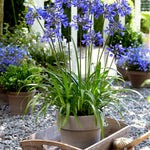 Agapanthus Queen Of The Ocean | Set of 3 | Blue