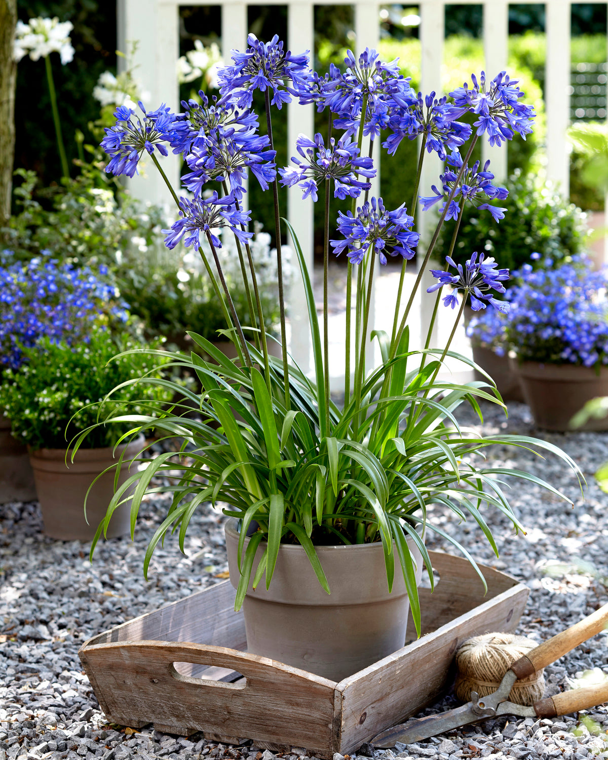 Agapanthus Queen Of The Ocean | Set of 3 | Blue