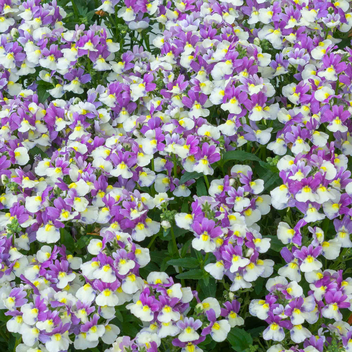 Nemesia 'melody Aria' Compact Pastel Bedding Plug Plants | Set of 12 | Multi Colour