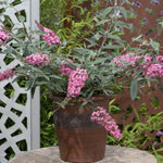 Buddleja Davidii Pink Cascade 9cm Potted Plant X 1